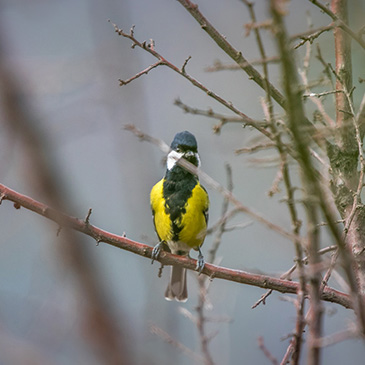 Exotic Birdlife at Whispering Pines