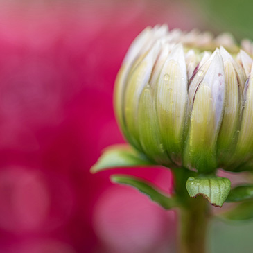 Wild Flowers Paradise