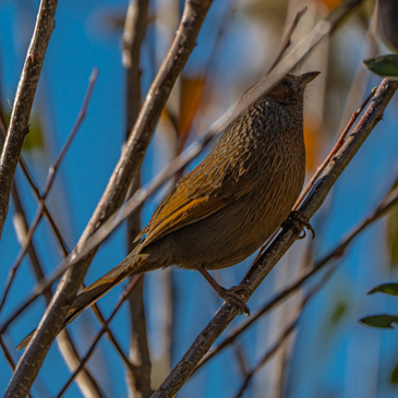 Birds of uttarakhand