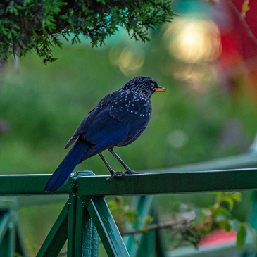 Birds of uttarakhand