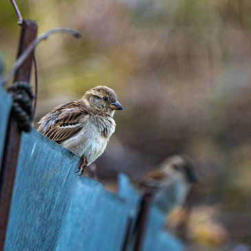 Birds of uttarakhand