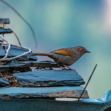 Birds of uttarakhand