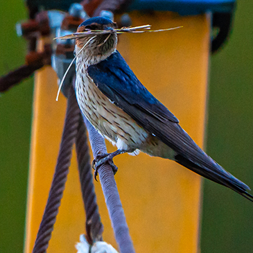 Birds of uttarakhand