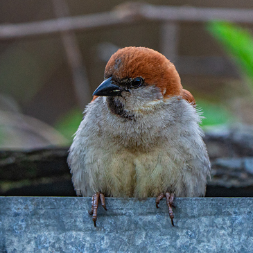 Rusty Sparrow bird Uttarakhand
